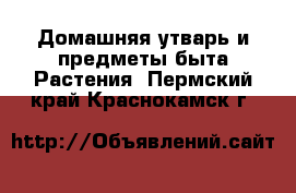 Домашняя утварь и предметы быта Растения. Пермский край,Краснокамск г.